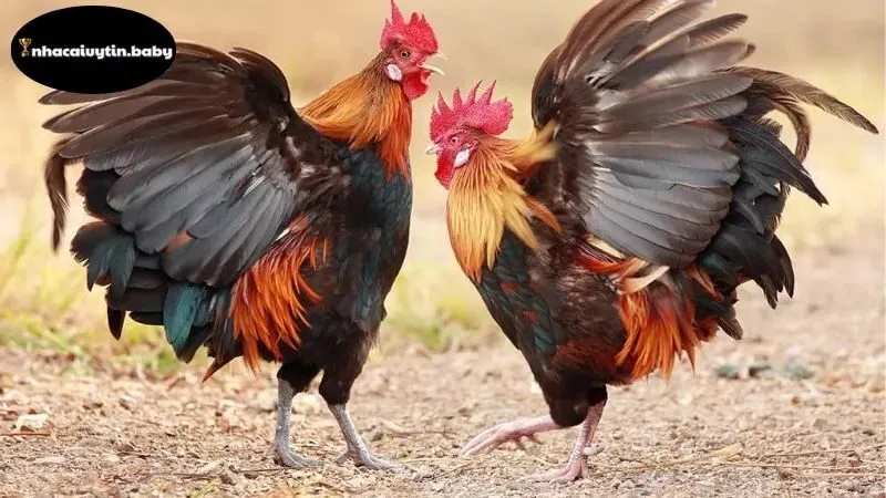 Đăng ký chơi đá gà nhận 100k - Ưu đãi hấp dẫn nhất ngày hôm nay 2 Lịch sử và sự phát triển của đá gà